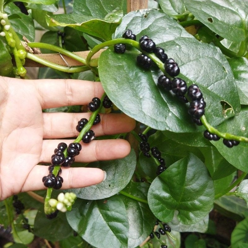 

buah angkung segar