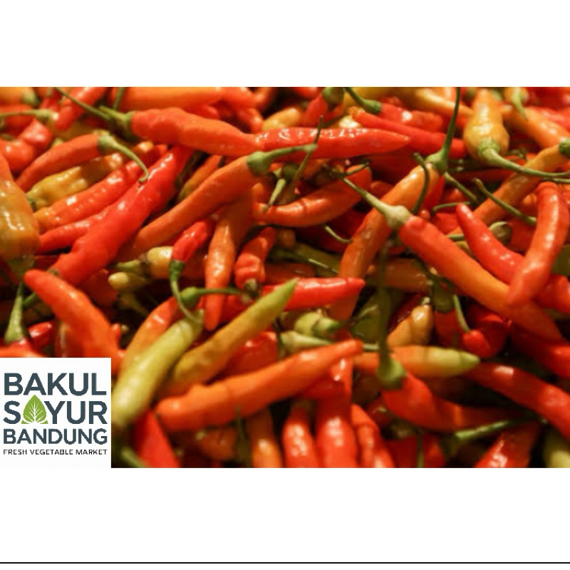 

Cabe Rawit Merah/ Cengek Merah/ Cengek Domba