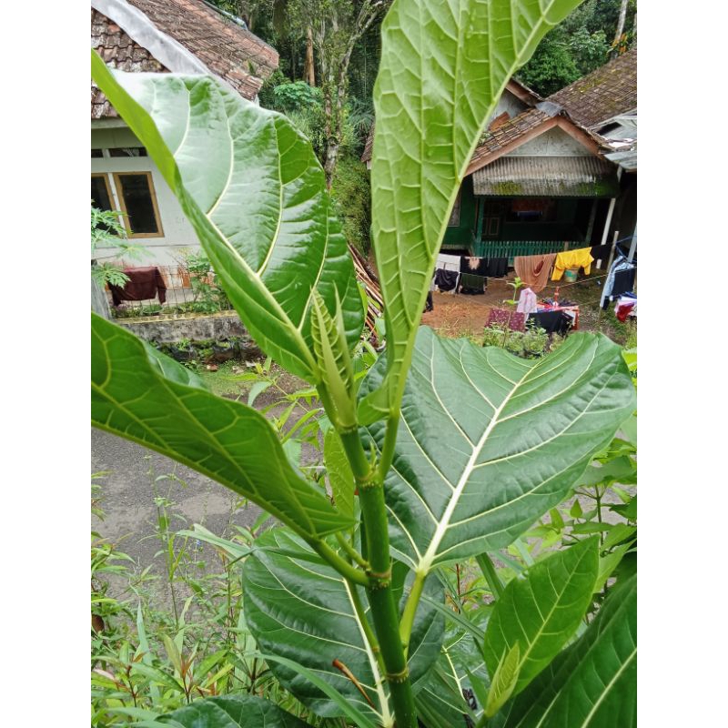 

daun Awar awar herbal 500 gram