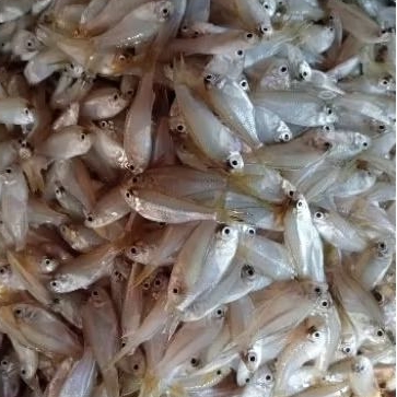 IKAN WADER LAUT SEGAR 500 GRAM