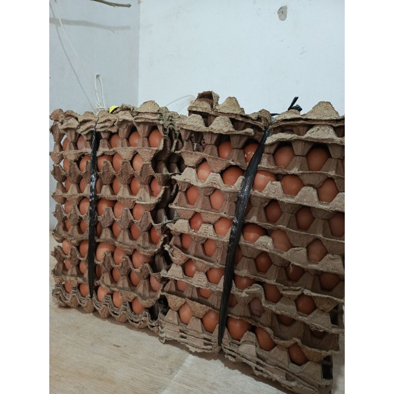 

Telur 15kg