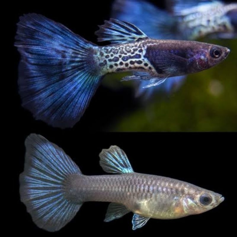 Dekorasi aquarium Guppy MSSBT