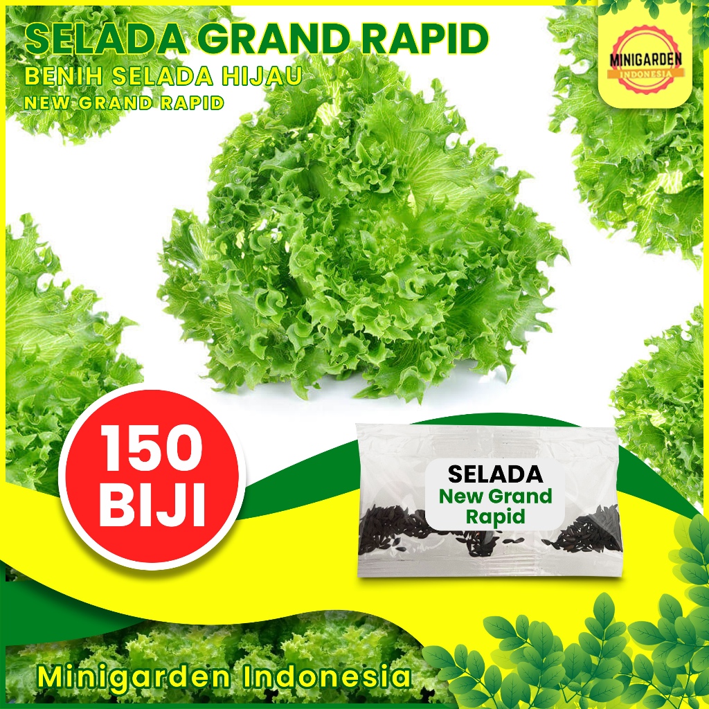 BENIH SELADA KERITING NEW GRAND RAPID bibit tanaman selada hijau keriting biji sayur selada