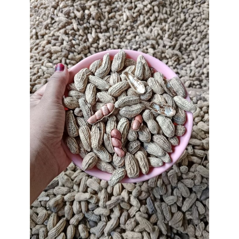

Maknyuss1 Kacang Kulit Sangrai Original Bendo 500 Gram