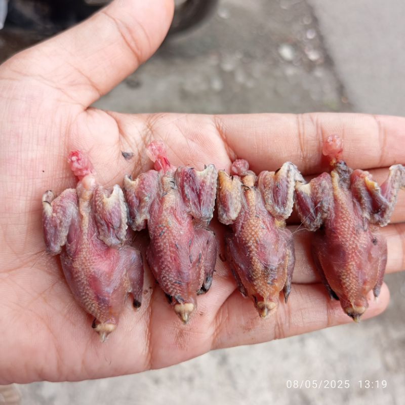 

BURUNG PIIT - DAGING BURUNG PIIT