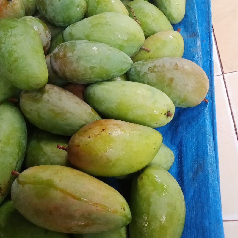 

mangga kiojay Fress baru petik 1kg isi 1sampai 3