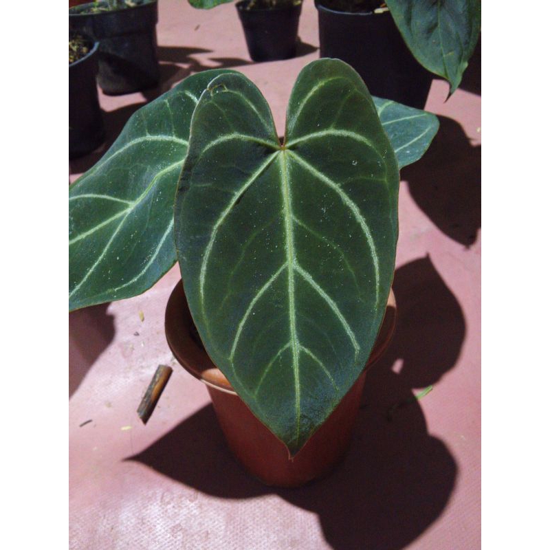 Anthurium Regale Los