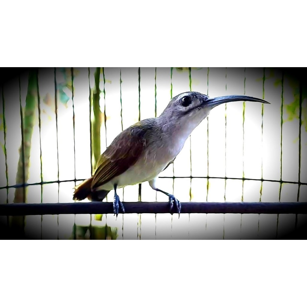 

Pjantung Pisang Bandung