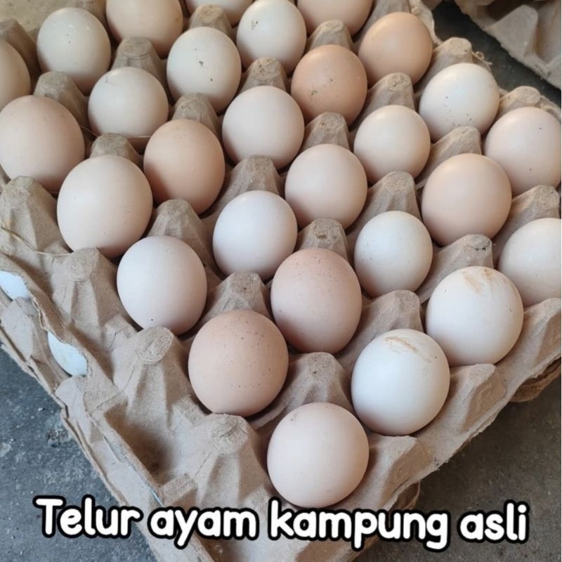 

Telur ayam kampung asli bisa di konsumsi dan bisa ditetaskan