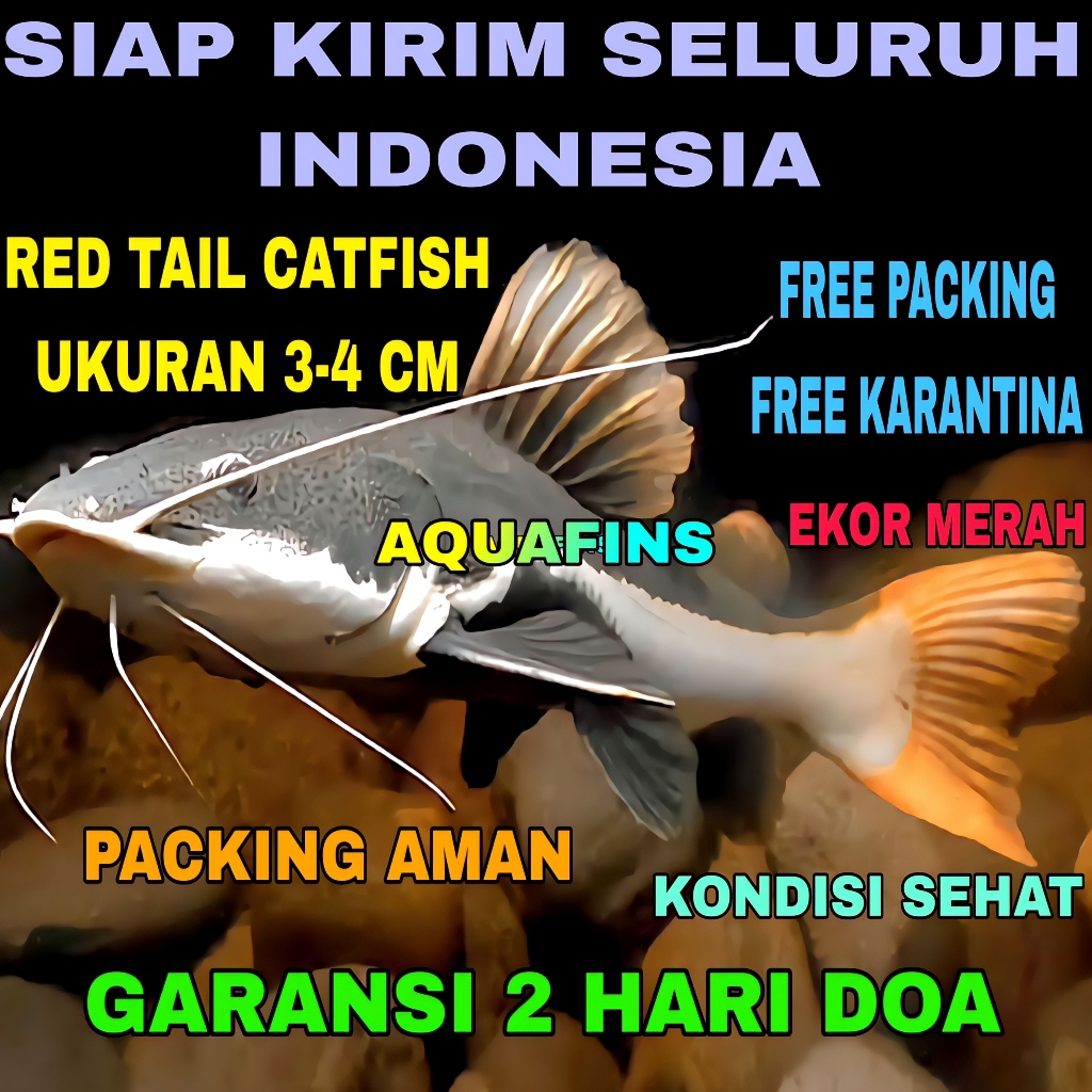 HIASAN LELE AMAZON RED TAIL CATFISH UKURAN 3-4 CM
