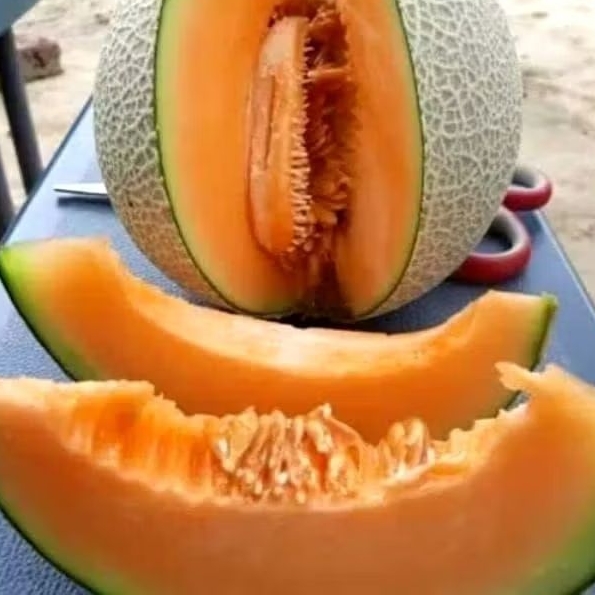 50 benih biji melon madu Kuning manis