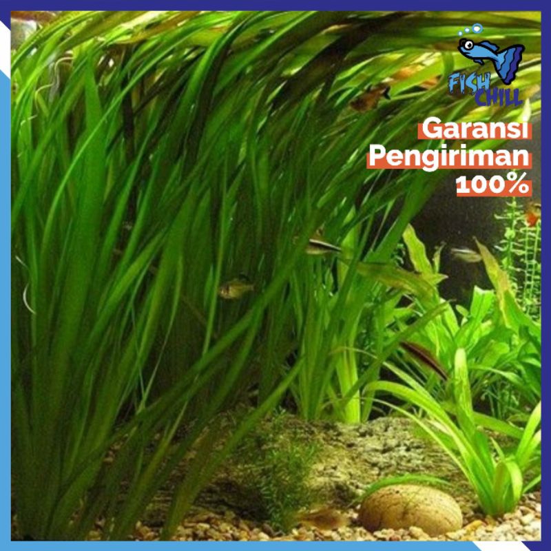 VALLISNERIA NANA (5 Pohon) • Tumbuhan Tanaman Rumput Aquascape Aquatic Aquarium Air Kolam Moss CO2 L