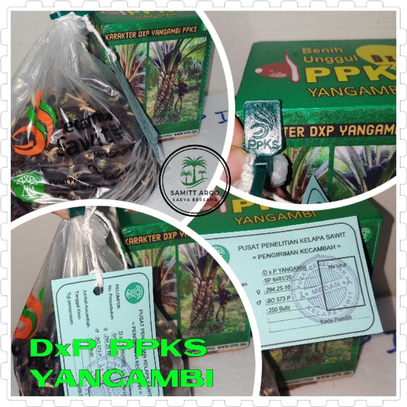 BIBIT KECAMBAH SAWIT UNGGUL PPKS YANGAMBI [250Butir]