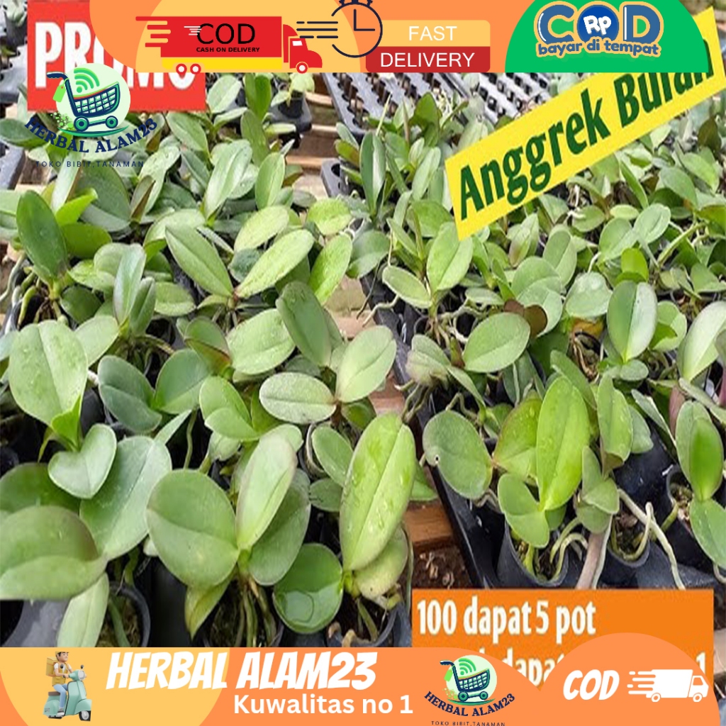 Paket 5 Bibit Anggrek BULAN Seedling
