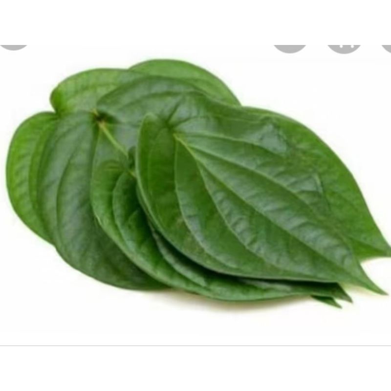 

sirih putih obat herbal alami per1 lembar