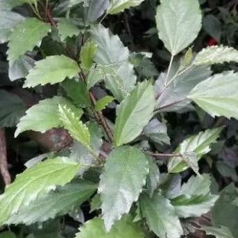 

DAUN KEMBANG SEPATU 200 GRM