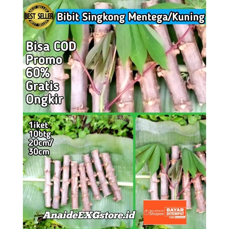 

Bibit Singkong Mentega/Kuning Per Iket 10Btg |Cod|Promo|Gratis Ongkir