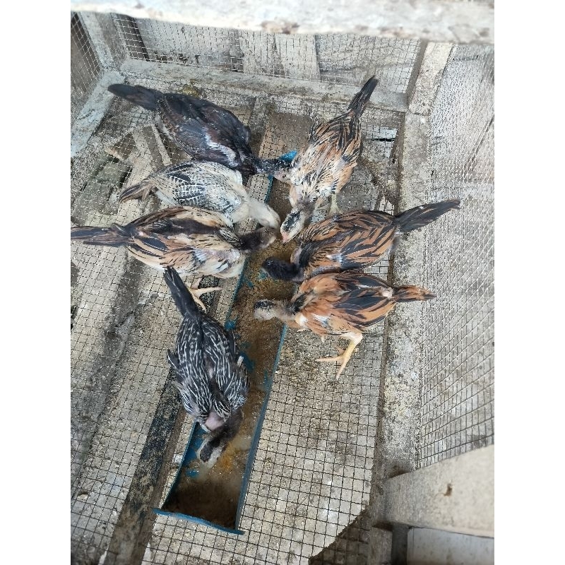 

Anak Ayam Siam
