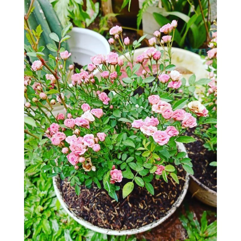 Tanaman Hias Mawar Mini