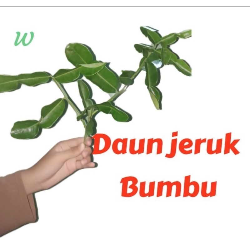 

daun jeruk bumbu 10 lembar, yg siap melezatkan masakan anda....