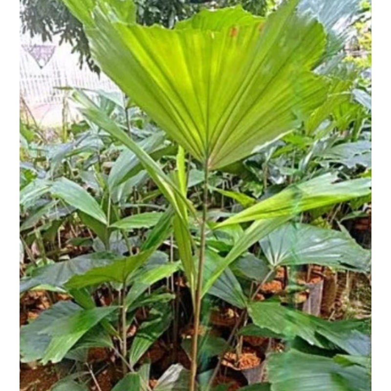 Bibit pohon aren/kawung,pohon aren berkualitas super