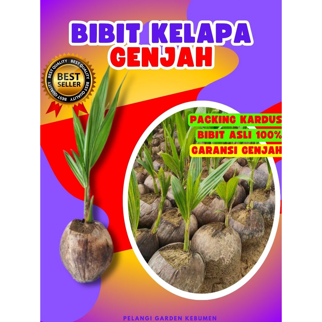 TERLARIS.. Tanaman Kelapa Asli, Tanaman Kelapa Besar, Tanaman Kelapa Bonsai