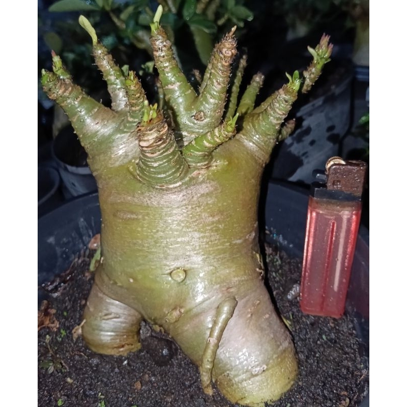 adenium arabikum hybrid (GODJI,MOPPPAA,KHAOMORAKOT,BLACK CARANG,ZUMO)