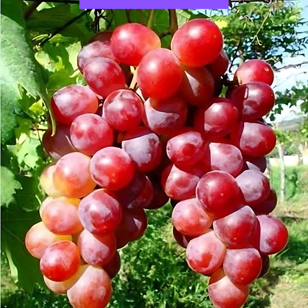 

Bibit anggur import jenis Grand Prix