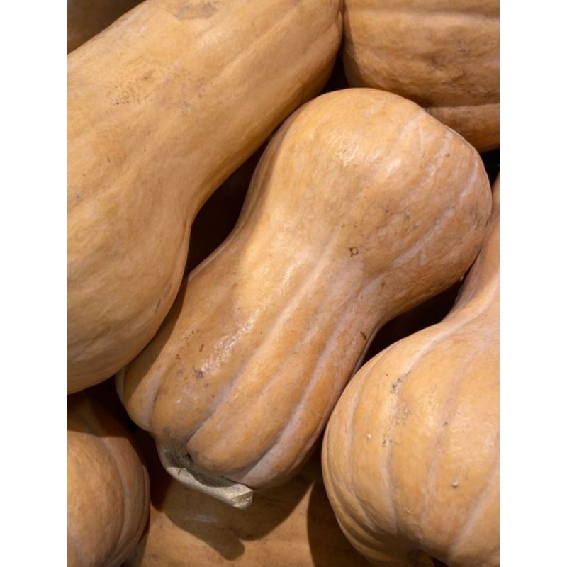 

butternut 1pcs 700-1.kg