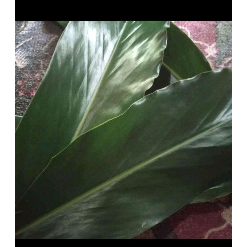 

daun walang untuk bumbu masak mempunyai wangi khas alami 15lembar