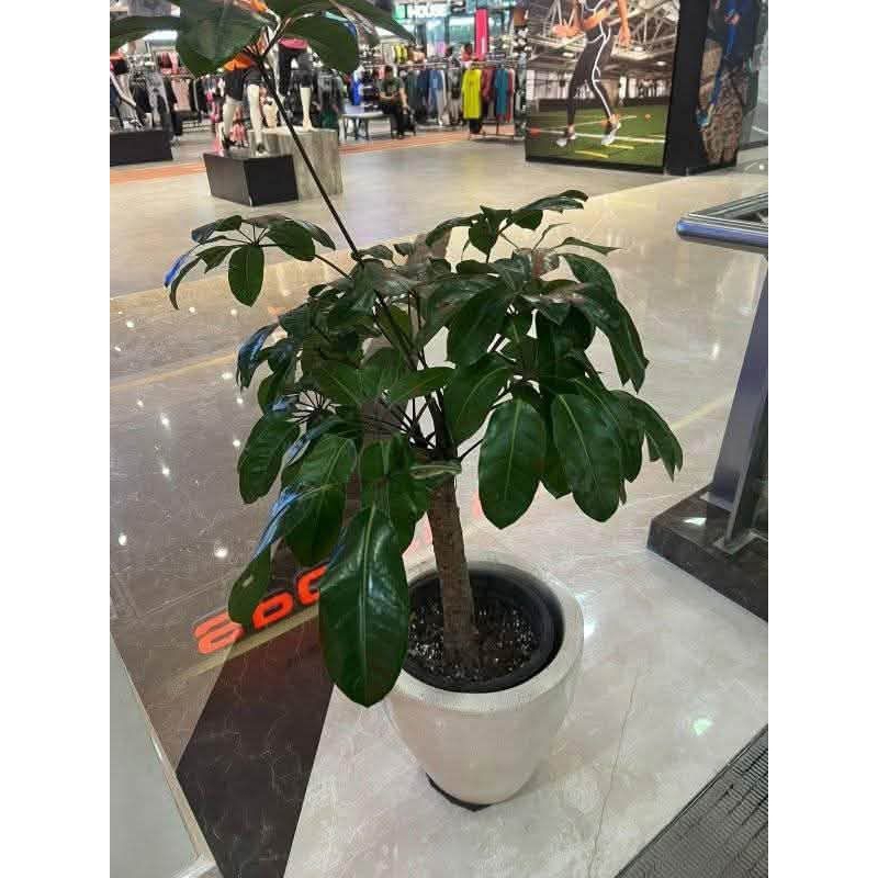 tanaman hias walisongo hijau besar / tanaman walisongo