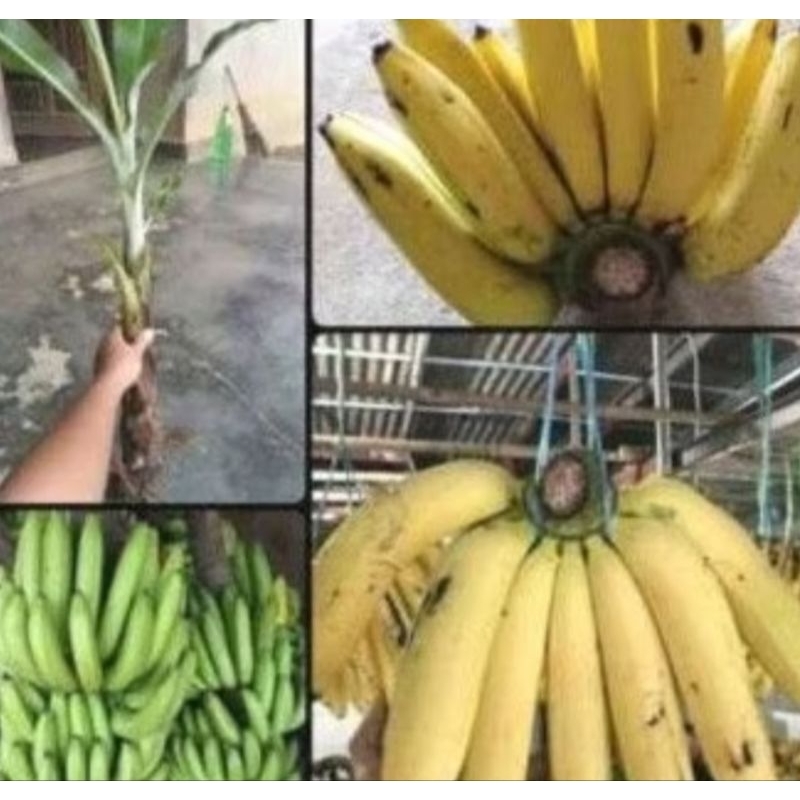 Bibit pisang ambon,benih pisang sunpride cavendish ambon super