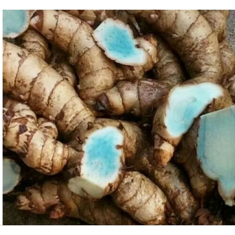 Bibit tanaman temu ireng,kunyit hitam,benih kunyit hitam super