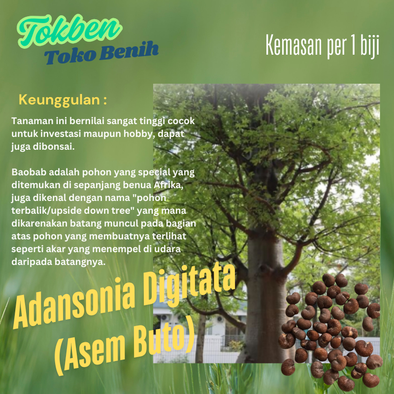 Benih Biji Baobab Adansonia Digitata Pohon Asli Madagaskar