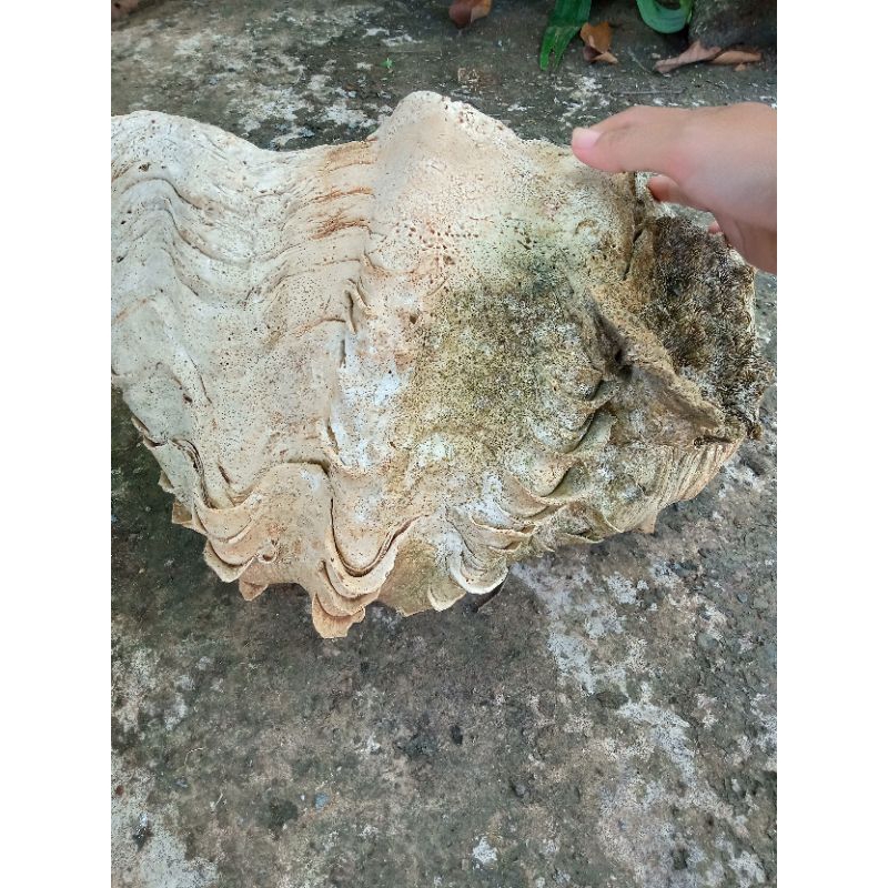 cangkang kerang laut jumbo