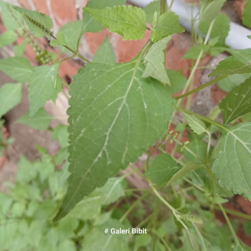 

HERBAL Daun sangket segar cabutan Per 1 batang