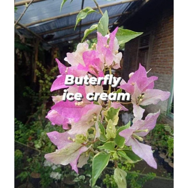 Tanaman hias Bougenville / Bunga kertas import id Butterfly Ice Cream