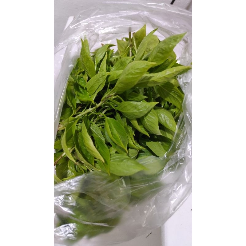 

Daun kemanggi / kim muk fan kalimantan wangi per ikat