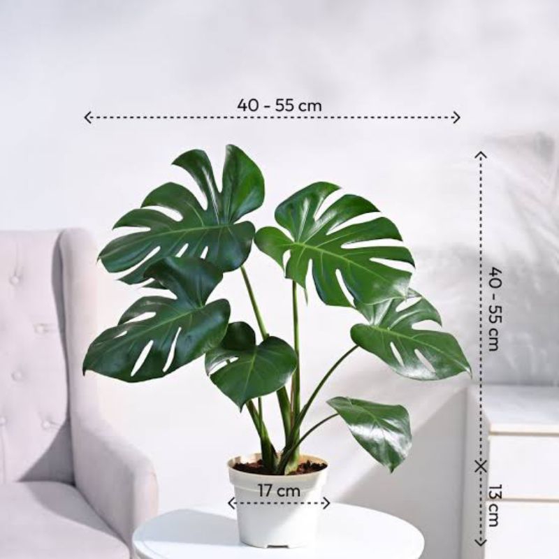 monstera borsigiana