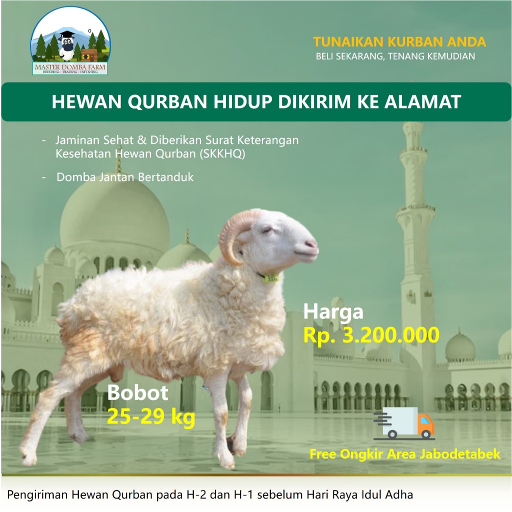 Hewan Qurban Domba Murah / Kambing Kurban 25 kg
