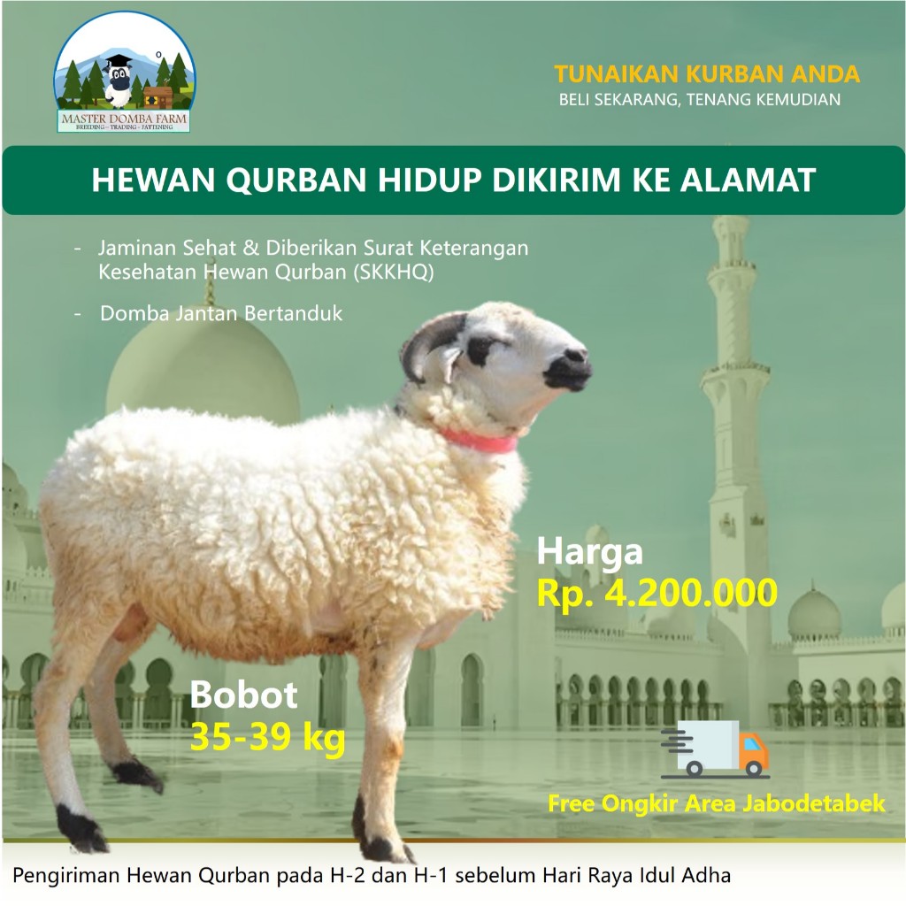 

Kambing Qurban Murah / Domba Kurban Bobot 35 kg