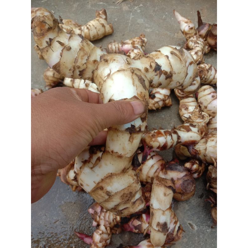 

umbi ganyong merah jumbo per 1kg langsung panen kondisi baru