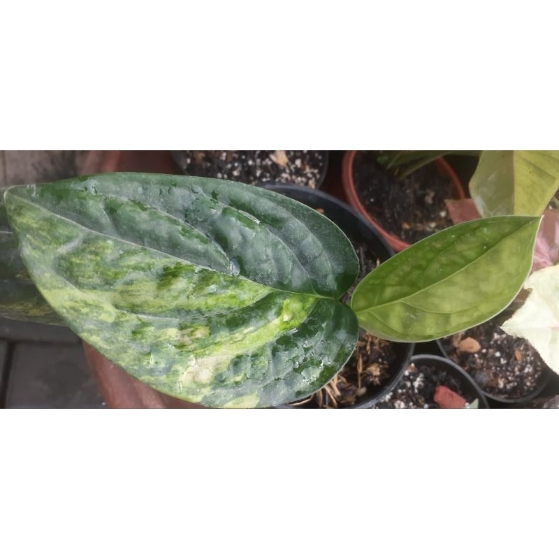 sirih badak varigata murah