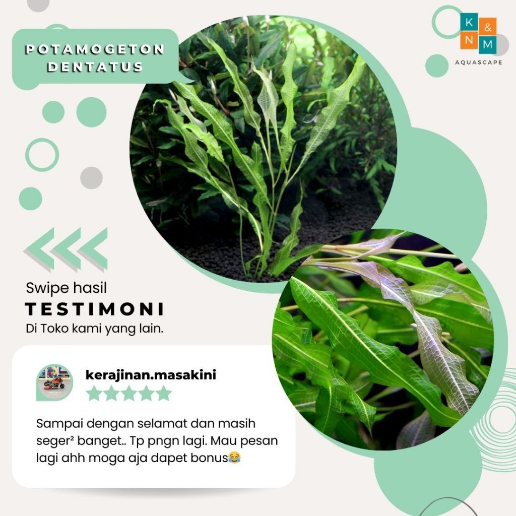 Tanaman Potamogeton Dentatus Tanpa Low Co2 Channa Cana Chana Aquascape Aquarium Akuarium