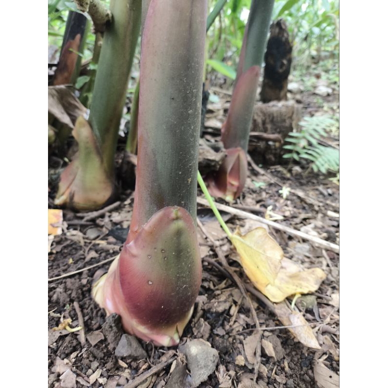 Bibit Kecombrang Merah Bunga Kecombrang