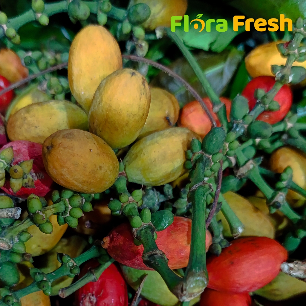 

Buah Melinjo/Tangkil 250 Gram Flora Fresh