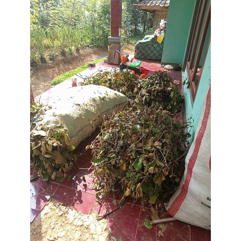 

benalu pohonteh presh segar 500gram