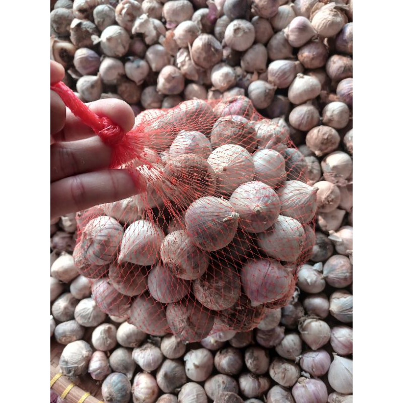 

Bawang putih tunggal 500 gram BESAR