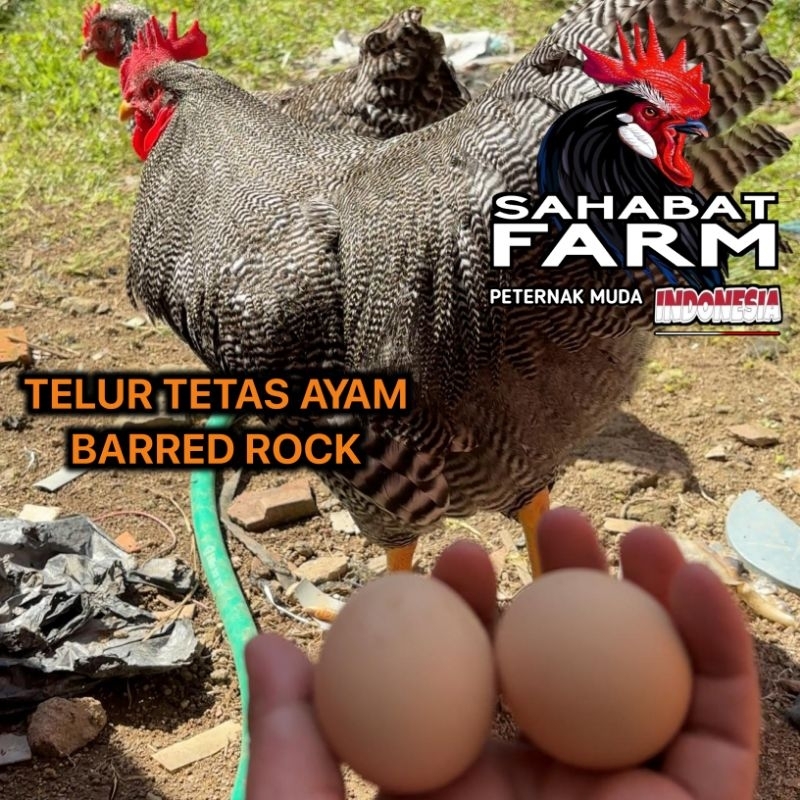 

Telur Tetas Fertil Ayam BARRED ROCK ORI - 1 butir