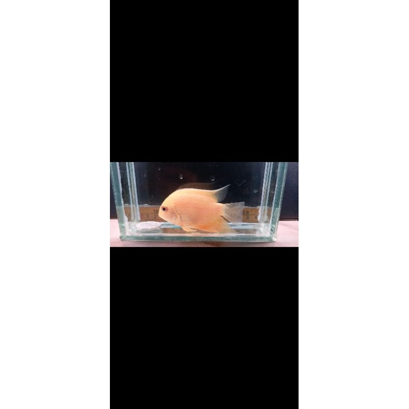 RED SPOTTED SEVERUM